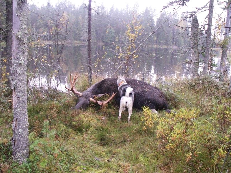 R APPORT 02 200 8 Älgstammens ålderssammansättning i