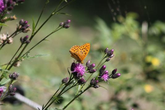 Hur får dagfjärilarna ihop sina livspussel? Söndag 23 september kl. 17.00 Dagfjärilar är vackra och intressanta insekter.