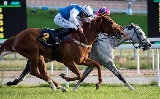 Appelina gav Icecapada en riktig match i Bloomers Vase (Listed) nu i våras. Appelina har två segrar i Övrevolls löpning med samma namn som dagens, Lanwades Stud Stakes (Listed).