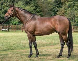 length German Derby winner Champion 3yo and Horse of the Year Unbeaten 2yo and winner of 2 further Group races at 3 First crop yearlings sold in 2017 made 525,000gns, 4,000, etc 40% winners to