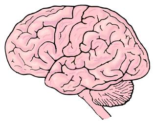 Hjärnans sätt att hantera informationsflödet Sekreteraren: OBS! Förenklad pedagogisk förklaringsmodell!