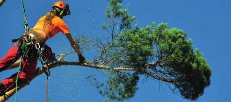 Salongen för skönhet & välbefinnande NU MED RUT! DellenArboristen Säker fällning och beskärning av dina träd Inger Persson Dipl.