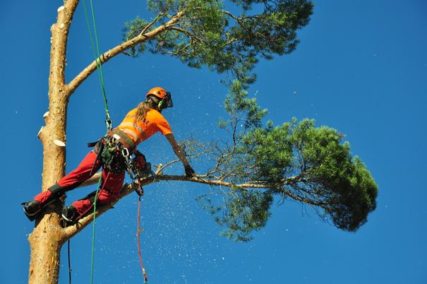 klättrande arborist Laurent Warin 0736 904 804 dellenarboristen.