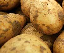 Infinito 1, 1,6 l 7 10 dagars intervall. Translaminär och systemiskt. Max antal behandlingar 3-4. Totala maxdosen är 4,8 l. Den lägre dosen vid stärkelsepotatis. Revus 0,6 l 7 10 dagars intervall.