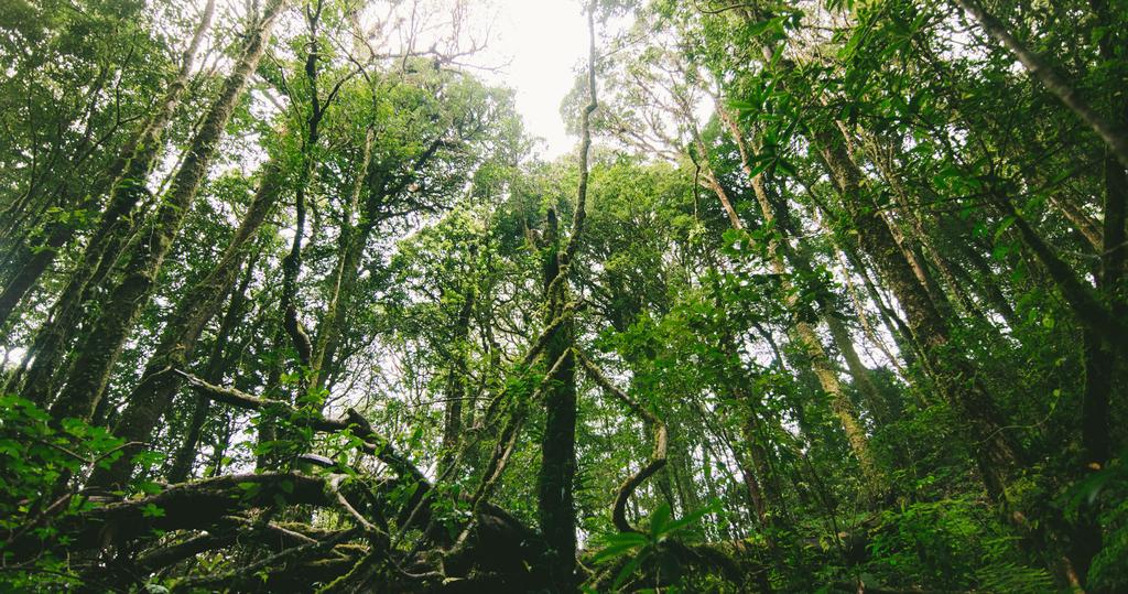 Analytikerhörnan: Investerarna börjar se skogen istället för träden som huggs ner Emine Isciel, Senior analytiker (klimat och miljö) Skogen kan ge stora vinster på kort sikt om träden skoningslöst