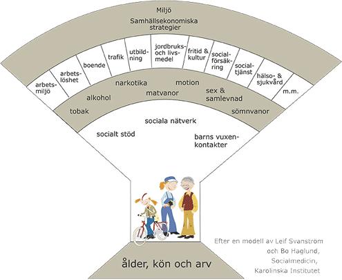 2.4. Hälsans bestämningsfaktorer För att beskriva hur alla faktorer som påverkar hälsoläget hos en befolkning hänger ihop, har en modell utarbetats.