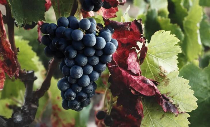 Det är även den exceptionellt höga kvaliteten som gjort Prioratviner kända. Många av vingårdarna och producenterna väljer att lägga sitt fokus på just detta.