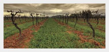 Australien Tamburlaine Wines n och ägaren av Tamburlaine Wines heter Mark Davidson. Mark köpte Tamburlaine för 20 år sedan och han har alltid varit vad vi svenskar kallar en "miljökämpe".