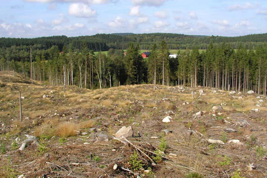 Övervakning av snytbaggeskador i södra Sverige 2007 Uppdrag Skogsstyrelsen