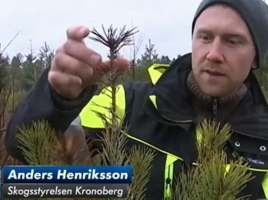 I samma program sa Bjerström, - Ett skogsangrepp som kopplas till det varmare klimatet. Därefter kommer Anders Henriksson Skogsstyrelsen in och visar toppskottet på en tall angripen av svamp.