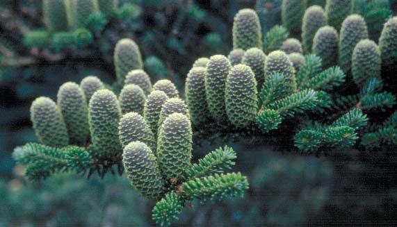 concolor har lite av pionjärkaraktär och är inte som övriga ädelgranar lika beroende av skyddande vegetation.