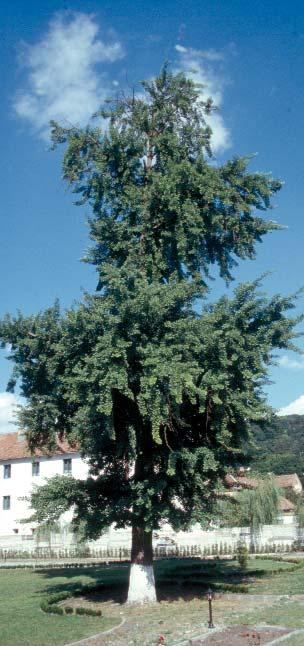 Det är ett träd med en exotisk utstrålning för sydsvenska parker och trädgårdar, som bäst utvecklas på fuktighetshållande jordar, gärna skyddad av annan vegetation från vind och alltför starkt