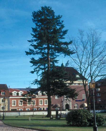 Till de mjukbarriga tallarna hör de fembarriga tallarterna. De är mer krävande och påträffas ofta på fuktigare och rikare växtplatser.