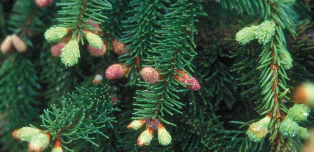 Picea orientalis Aurea Färg i många nyanser Alla barrväxter är visserligen inte vintergröna men det är nog ändå året om-grönskan som räknas som dessa växters viktigaste särmärke och kvalité.