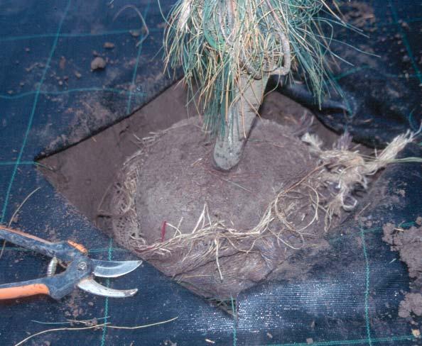 På klumpodlat material bör man klippa upp knutarna och vika ned väven vid sidan av klumpen för att inte riskera att plantan stryps i framtiden.
