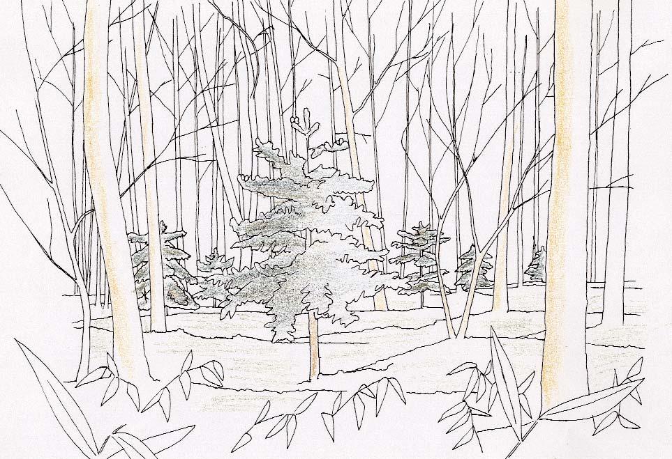 Barrväxter har ett stort värde i naturlika planteringar. Illustrationen är från Landskapslaboratoriet i Alnarp med asiatiska ädelgranar i en flerskiktad lövskog. Illustration: Markus Magnusson.