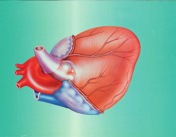 Hjärtat Hjärtat är en muskel, i storlek ungefär som en knuten hand. Hjärtats uppgift är att via stora kroppspulsådern (aorta) pumpa syre- och näringsrikt blod runt till kroppens olika organ.