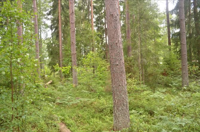 Dominerande arter i fältvegetation: Övriga arter i fältvegetationen: Mjölkört, kruståtel, blåbär, lingon, ängskovall, skogsstjärna, stensöta, vårfryle, örnbräken, ljung, veketåg, ekorrbär,