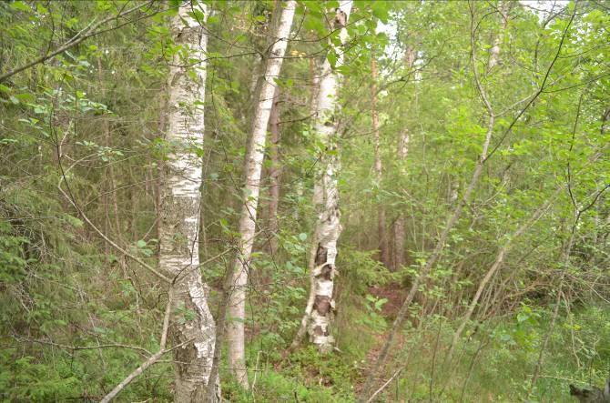 Delområde 7 Beskrivning: Strandskog och sjöstrand med mycket vass mot Toftasjön. Naturvärde: 6 Datum: 2011-07-04 Biotop: Kärr och sumpskog. Dominerande trädslag: Björk.