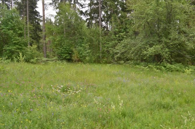 Delområde 1 Beskrivning: Blomrik ängsmark med mycket prästkrage, klöver, kråkvicker och åkervädd.