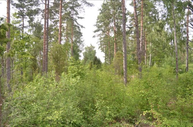 Delområde 2 Beskrivning: Varierat område största delen består av gles tallskog med mycket lövsly. Mot sjön finns ett öppet kärr och i norr är det igenväxande ängsmark med mycket aspsly.