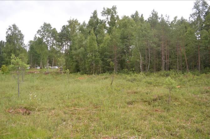 Död ved: Tallåga 2, björkhögstubbe 1 och Buskskikt: En, hallon, druvfläder och rikligt med lövsly. Dominerande arter i fältvegetation: Kruståtel och örnbräken.