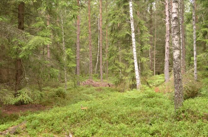 Delområde 3 Beskrivning: Blandskog. Ganska mycket blåbär, ett hällmarksparti finns i nordöst. Naturvärde: 6 Datum: 2011-07-04 Biotop: Blandskog. Dominerande trädslag: Gran.