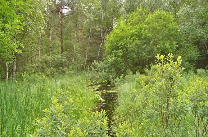 Delområde 4 Beskrivning: Bäck med fina artrika kärrpartier i norr, längre söderut blir bäcken bredare med skogsbeklädda kanter. Naturvärde: 7 Datum: 2011-07-04 Biotop. Sumpskog.