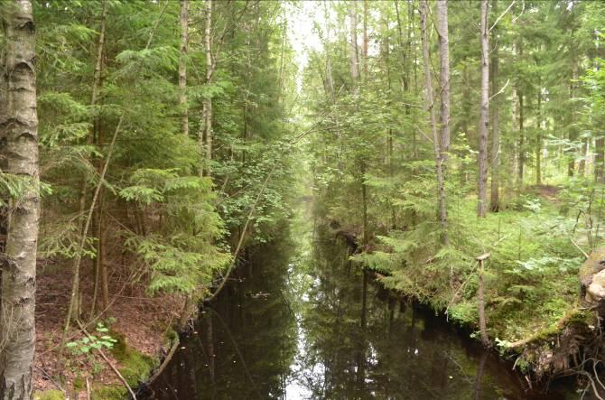 Dominerande arter i fältvegetation: Övriga arter i fältvegetationen: Topplösa, sjöfräken, missne, kärrsilja, strandklo, kråkklöver, vattenmåra, kärrviol, skogsstjärna, stjärnstarr, blodrot, videört,