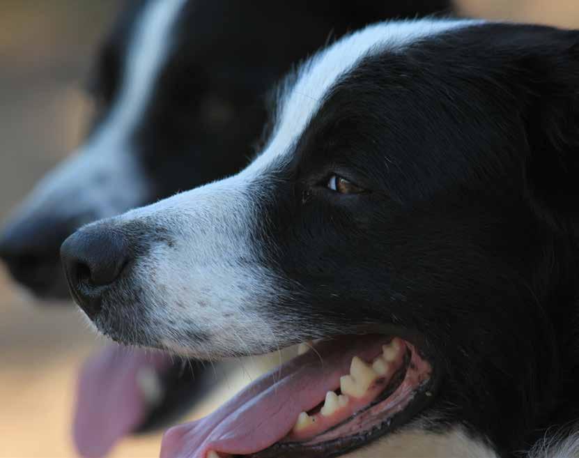 HUND SÅVÄL VÄNNER SOM KUNSKAP FÖR LIVET VAD LÄR JAG MIG?