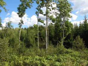 Asknätfjäril Landskapsekologisk plan G1 ligger invid en vändplan. Lokalen är mycket igenväxt och det finns spår av älgbete.