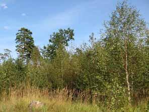 Asknätfjäril Landskapsekologisk plan 4.3 Norra delen av förekomstområdet Lokaler invid skogsbilvägarna Förekomsten av asknätfjärilskolonier i detta område är koncentrerad längs fyra skogsbilvägar.