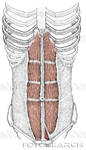 bukväggsmusklerna för att diafragman skall spänna av och bukta uppåt i bukhålan igen.