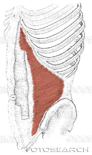 Vår bukväggsmuskulatur består av: Rectus abdominis Transversus abdominis Internal oblique