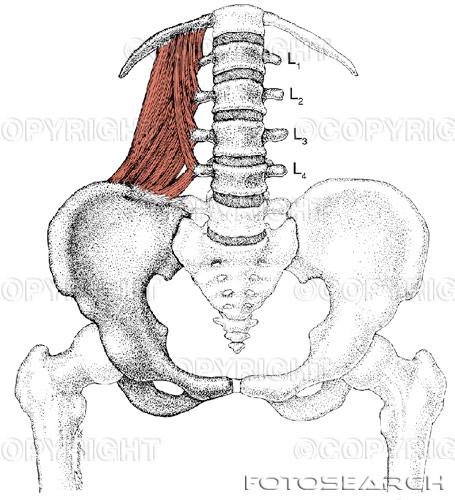 Förutom den muskulatur som nämnts i avsnittet ovan om andning beskriver Sadolin i sin metodik att även användning av rygg- och ländmuskulatur är en förutsättning för ett bra stöd.