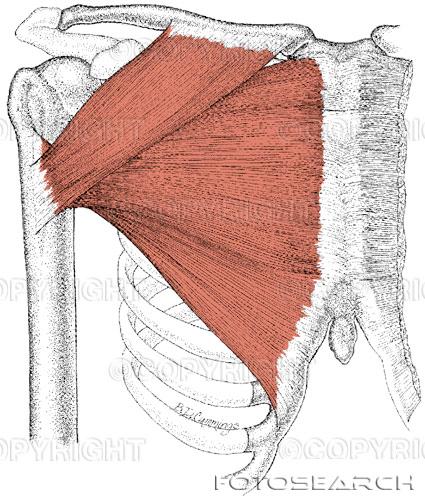 Pectoralis Major Sternocleidomastoideus Larynx Struphuvudets medicinska term är larynx. Dess främsta funktion är att skydda andningsapparaten från främmande objekt, t.ex. mat och saliv.
