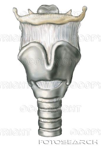 Epiglottis Tungbenet Sköldbrosket Kannbrosk Ringbrosk Luftstrupen Larynx sett framifrån Larynx sett bakifrån Även de så kallade konstriktormusklerna hjälper till när vi sväljer.