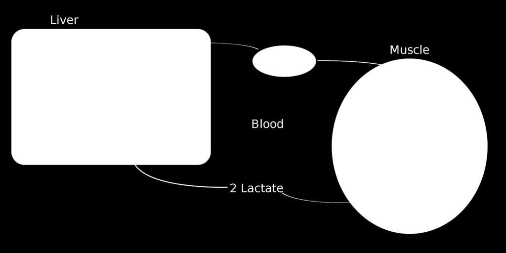 När laktat bildas kommer det att transporteras bort från cellerna via blodet (se figur nr.3). Därefter kan det tas upp av de närliggande muskelfibrerna eller föras vidare till andra celler i kroppen.
