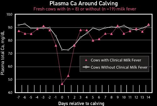 Kalvningsförlamning Starten av mjölkproduktionen är en stor omställning av Cametabolismen för mjölkkon Under sintiden är Ca-behovet lågt.