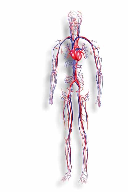 Del2 Kropp och hälsa Transportsystem (20-31) Övning: Blodomloppet De röda blodkropperna bildas i benmärgen och bryts ned i levern när de är utslitna,