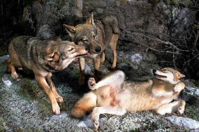 Är det någon som har eller har haft en hund som husdjur? Känner ni igen något beteende från hundar? Vad gör de? Kan man se vem som står högst i rangordning? Lever vargen ensam eller tillsammans?