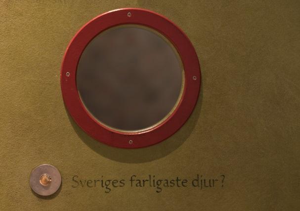 Är det någon som vet vilket? Här kan en elev gå och trycka på knappen och se vilket djur som är farligast. Är det någon som är allergisk mot bi- och getingstick?