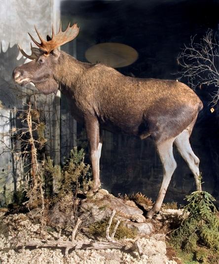 5(13) Station 1 Älg Beskrivning Två montrar, där den ena visar en älgtjur och den andra visar en älgko tillsammans med sin kalv som är cirka 6 månader. Årstiden är höst, i november.