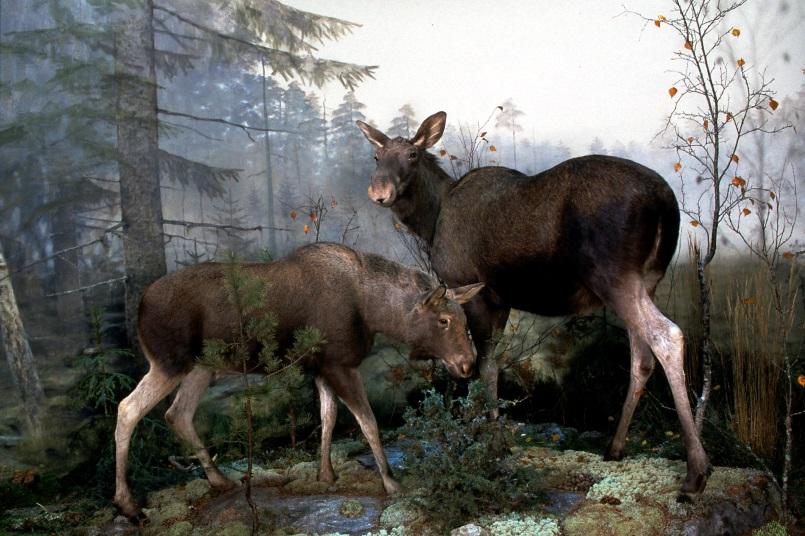 Vem är det i den vänstra montern? (tjuren) Tjur/ko, hane/hona, pappa/mamma älg? Hur kan vi se det? Vad är hornen till för? Vilka är det i den högra montern? (kon och kalven) Vad gör de?