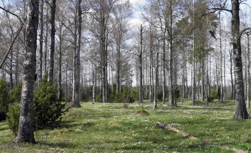 7 Landskapsvård från ord till handling Var och en har ansvar för landskapet. Privata markägare gör val vid till exempel renovering av byggnader och skötsel av gården.