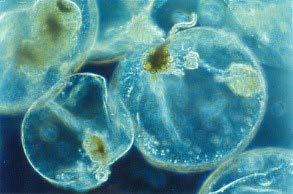 Fenomenet med självlysande plankton är verkligen en upplevelse och är kanske den mest spektakulära algblomningen.