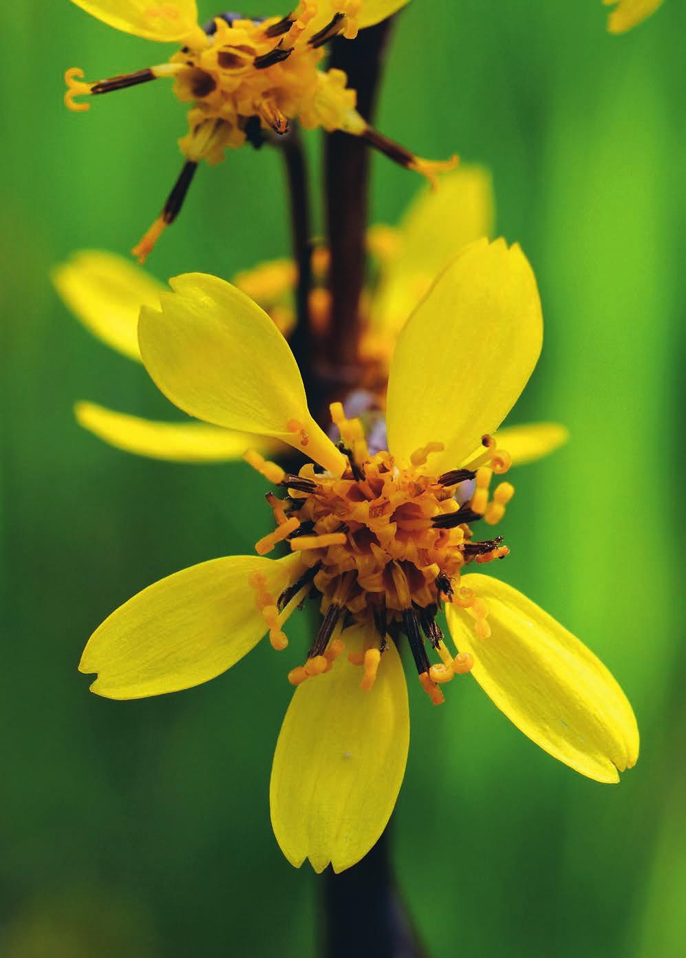 Svensk Botanisk Tidskrift 102(5): 209 272 ISSN 0039-646X, Uppsala 2008 INNEHÅLL 209 Ordföranden har ordet: Min spännande sommar med