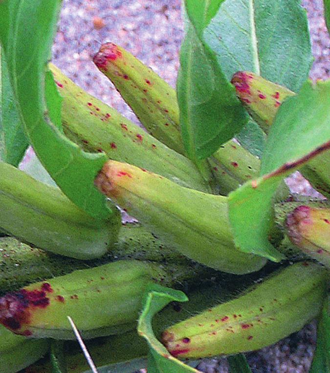 Tönnby, I & Larsson, U: Digiflora enkel växtbestämning på nätet (Digiflora an internet-based key to flowering plants) 217 Widgren, Å: