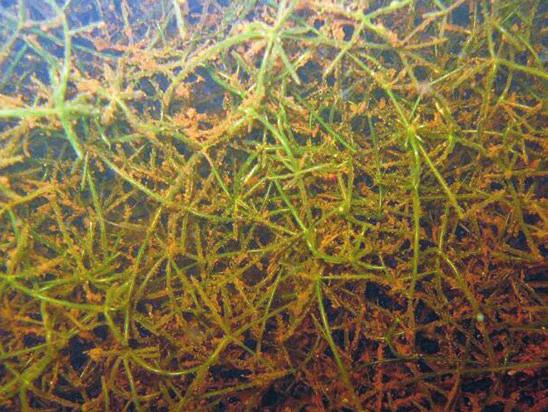WIDGREN Figur 3. Matta av grovslinke på 2,5 meters djup i Älmtasjön. Foto: Roland Bengtsson. A carpet of Nitella translucens at a depth of 2.5 metres in Lake Älmtasjön.