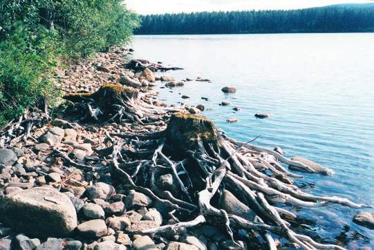 TRE SOCKNAR I ÅNGERMANLAND Figur 2. Den dränkta skogen på Södra Hotingssjöns östra strand. Regleringarna har slagit hårt mot älvdalsfloran. Foto: Göran Westerström 2003.